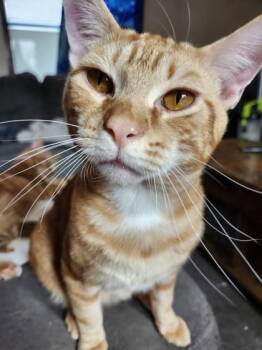 Domestic Short Hair Cats Available for Adoption - Chunker | PetCurious