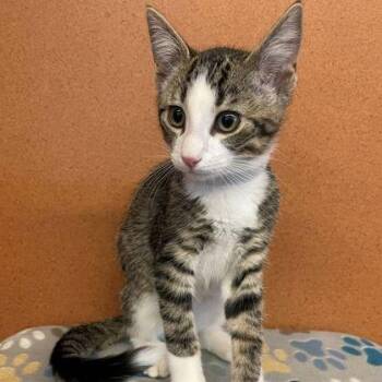Indigo -  Domestic Short Hair Cat for Adoption in Rochester, Minnesota - Indigo | PetCurious