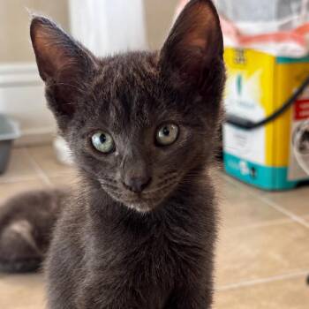 Ark -  Domestic Short Hair Cat for Adoption in Spokane, Washington - Ark | PetCurious