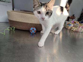 Rescue Domestic Short Hair Cats for Adoption in Brooks, Alberta - Chloe | PetCurious