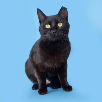 Karma -  Domestic Short Hair Cat for Adoption in Franklin, Tennessee - Karma | PetCurious