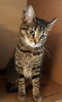 Rescue Tabby Cats for Adoption - Thelma | PetCurious