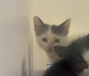 Minnow -  Domestic Short Hair Cat for Adoption - Minnow | PetCurious