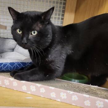 Domestic Short Hair Cats Available for Adoption - Irving 7599 | PetCurious