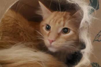 SPINY DOGFISH -  Domestic Long Hair Cat for Adoption in St. Louis, Missouri - SPINY DOGFISH | PetCurious