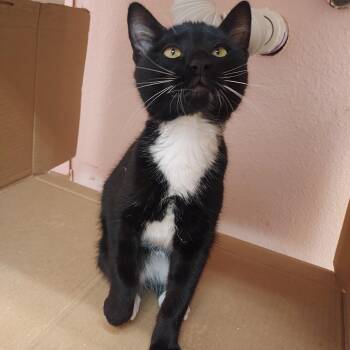 Crow -  Domestic Short Hair Cat for Adoption in Libby, Montana - Crow | PetCurious