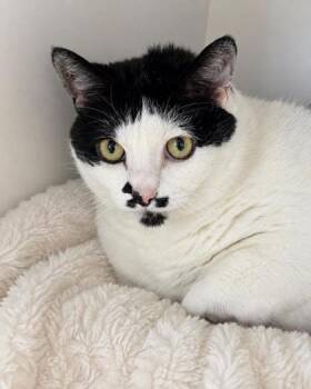 Ava -  Domestic Short Hair Cat for Adoption in Gwinn, Michigan - Ava | PetCurious