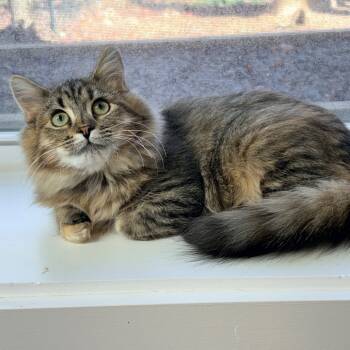 Rescue Domestic Medium Hair Cats for Adoption in Brevard, North Carolina - Vivian | PetCurious