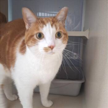 Lucy -  Domestic Short Hair Cat for Adoption in Cumming, Georgia - Lucy | PetCurious