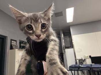A1925493 -  Domestic Short Hair Cat for Adoption in Thousand Palms, California - A1925493 | PetCurious