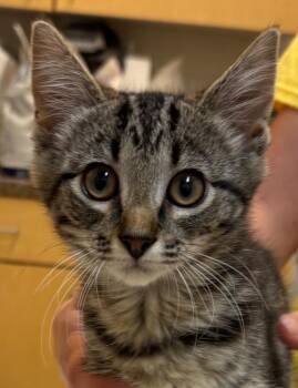 CLEO -  Domestic Short Hair Cat for Adoption in Elizabethton, Tennessee - CLEO | PetCurious