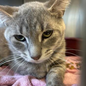 Grey -  Domestic Short Hair Cat for Adoption in Bristol, Indiana - Grey | PetCurious