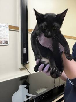 Rescue Domestic Short Hair Cats for Adoption in West Chester, Pennsylvania - Parrot | PetCurious