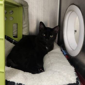 Runtz -  Domestic Short Hair Cat for Adoption in Brockton, Massachusetts - Runtz | PetCurious