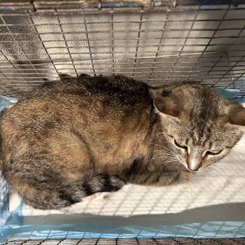IVHS-Stray-139364 -  Domestic Short Hair Cat for Adoption in San Gabriel, California - IVHS-Stray-139364 | PetCurious
