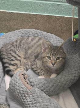 Flame -  Domestic Short Hair Cat for Adoption in Mt. Juliet, Tennessee - Flame | PetCurious