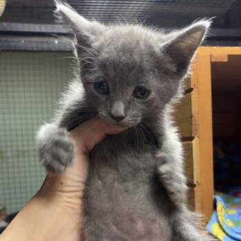 Ohana C11461 -  Domestic Medium Hair Cat for Adoption - Ohana C11461 | PetCurious