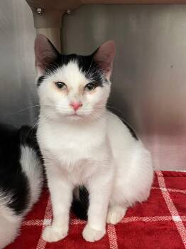 Domestic Short Hair Cats Available for Adoption - Aero | PetCurious