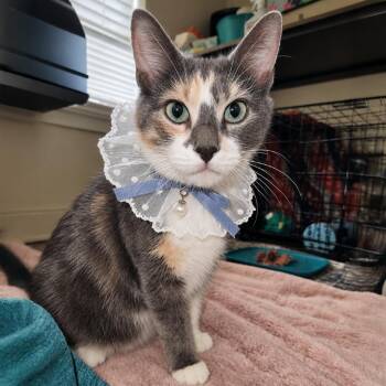 Ms Maisy -  Domestic Medium Hair Cat for Adoption in Austin, Texas - Ms Maisy | PetCurious
