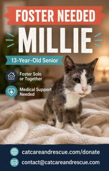 Millie -  Domestic Short Hair Cat for Adoption in Chicago, Illinois - Millie | PetCurious