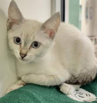 LIBERTY -  Domestic Short Hair and Siamese Cat for Adoption in Sarasota, Florida - LIBERTY | PetCurious