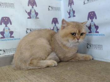 BEAR -  Persian Cat for Adoption in Orlando, Florida - BEAR | PetCurious