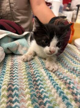 Domestic Short Hair Cats Available for Adoption - RAINBOW | PetCurious