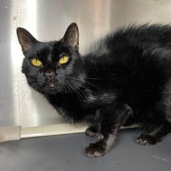 Marissa -  Domestic Short Hair Cat for Adoption in Roanoke, Virginia - Marissa | PetCurious