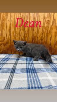 Dean -  Domestic Short Hair Cat for Adoption in Crystal Springs, Mississippi - Dean | PetCurious