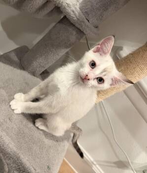 Pearl Rose -  Siamese and Domestic Short Hair Cat for Adoption in Richardson, Texas - Pearl Rose | PetCurious
