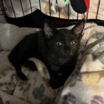 Bobby -  Domestic Short Hair Cat for Adoption in Buffalo, New York - Bobby | PetCurious
