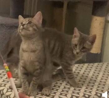 Rescue Domestic Short Hair Cats for Adoption in Morganton, North Carolina - Cheech And Chong | PetCurious