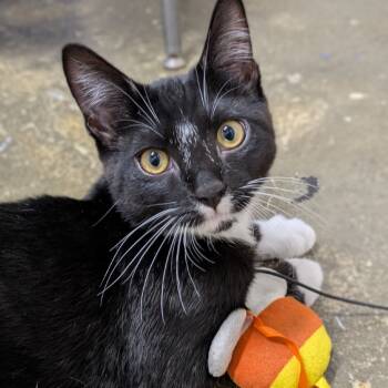 Rescue Domestic Short Hair Cats for Adoption in Los Angeles, California - Marten | PetCurious