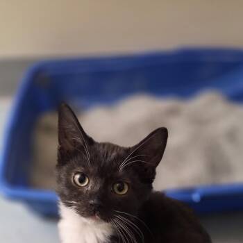 Pesto -  Domestic Medium Hair Cat for Adoption in Hartville, Ohio - Pesto | PetCurious