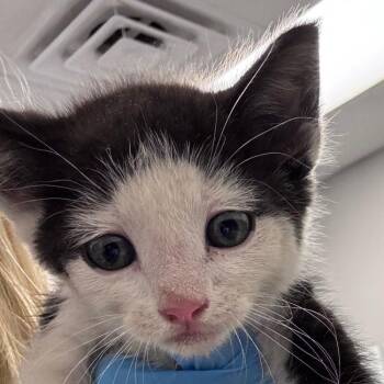 Domestic Short Hair Cats Available for Adoption in Greenville, South Carolina - Ghiradelli | PetCurious