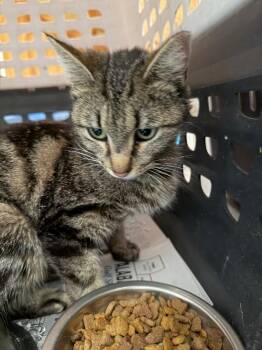 Domestic Short Hair Cats Available for Adoption in Zimmerman, Minnesota - Grayma | PetCurious