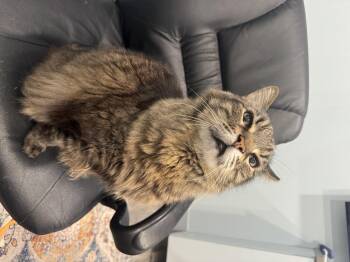 Kai 2 -  Domestic Medium Hair and Maine Coon Cat for Adoption in St. Petersburg, Florida - Kai 2 | PetCurious
