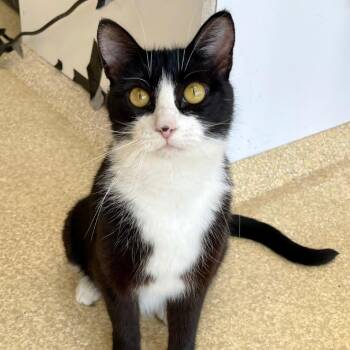 Penny -  Domestic Short Hair Cat for Adoption in Riverwoods, Illinois - Penny | PetCurious