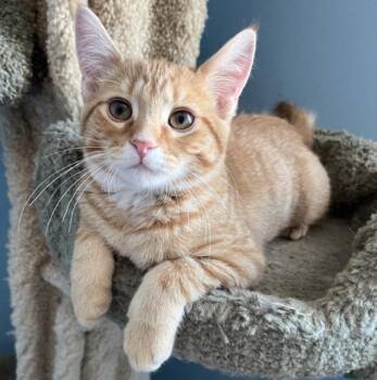 Domestic Short Hair Cats Available for Adoption - SAILOR | PetCurious