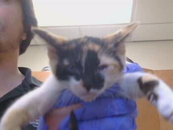 HARLEQUIN -  Domestic Short Hair Cat for Adoption in Sacramento, California - HARLEQUIN | PetCurious