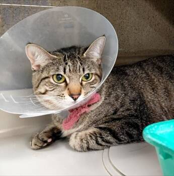 Domestic Short Hair Cats Available for Adoption in Las Vegas, Nevada - UZI | PetCurious