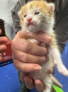 Domestic Short Hair Cats Available for Adoption in Johnson City, Tennessee - Archie | PetCurious