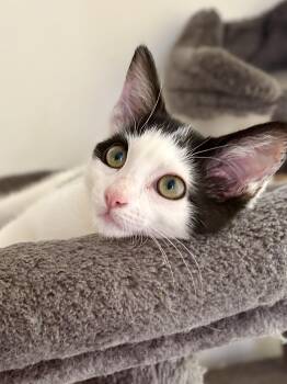 Buttercup (Blossom) -  Domestic Short Hair Cat for Adoption in Davis, California - Buttercup (Blossom) | PetCurious