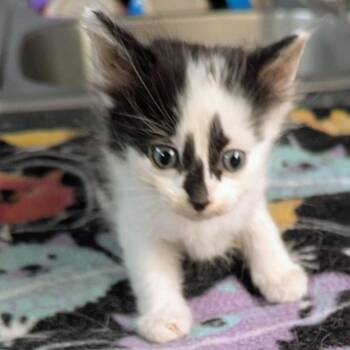 January -  Domestic Long Hair Cat for Adoption in Brighton, Missouri - January | PetCurious