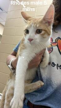 Domestic Short Hair Cats Available for Adoption in Fort Payne, Alabama - Rhodes | PetCurious