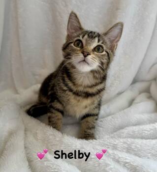 Shelby -  Domestic Short Hair Cat for Adoption in Copley, Ohio - Shelby | PetCurious