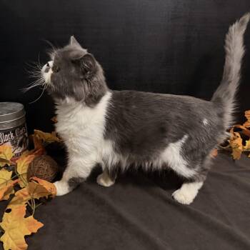 Blue Bentley -  Persian Cat for Adoption in Fayetteville, Georgia - Blue Bentley | PetCurious