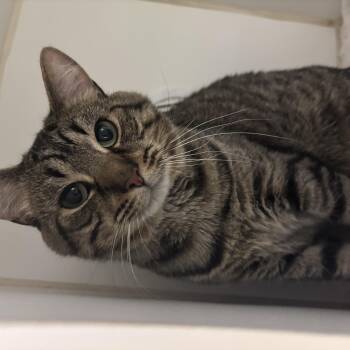Leo -  Domestic Short Hair Cat for Adoption in Reisterstown, Maryland - Leo | PetCurious