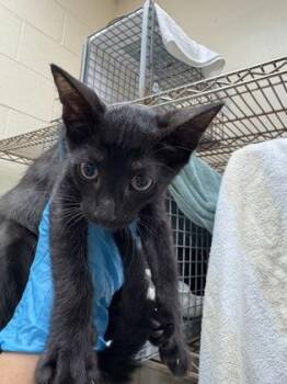 Jiji -  Domestic Short Hair Cat for Adoption in Honolulu, Hawaii - Jiji | PetCurious
