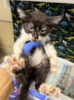 FUSION -  Domestic Short Hair Cat for Adoption in Riverside, California - FUSION | PetCurious